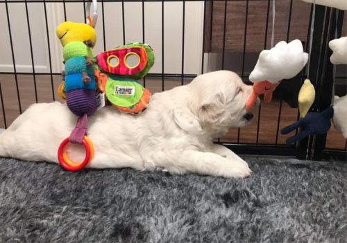 Golden Retriever Puppy chewing on a toy.
