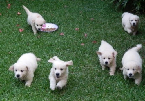 Golden Retriever puppies running on the grass