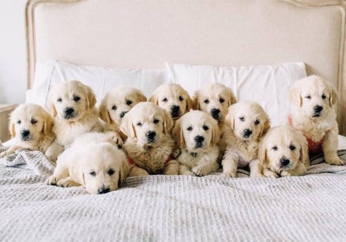 Golden Retriever puppies. 