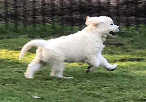 golden retriever puppy running